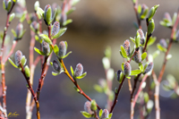 Willows 7266
